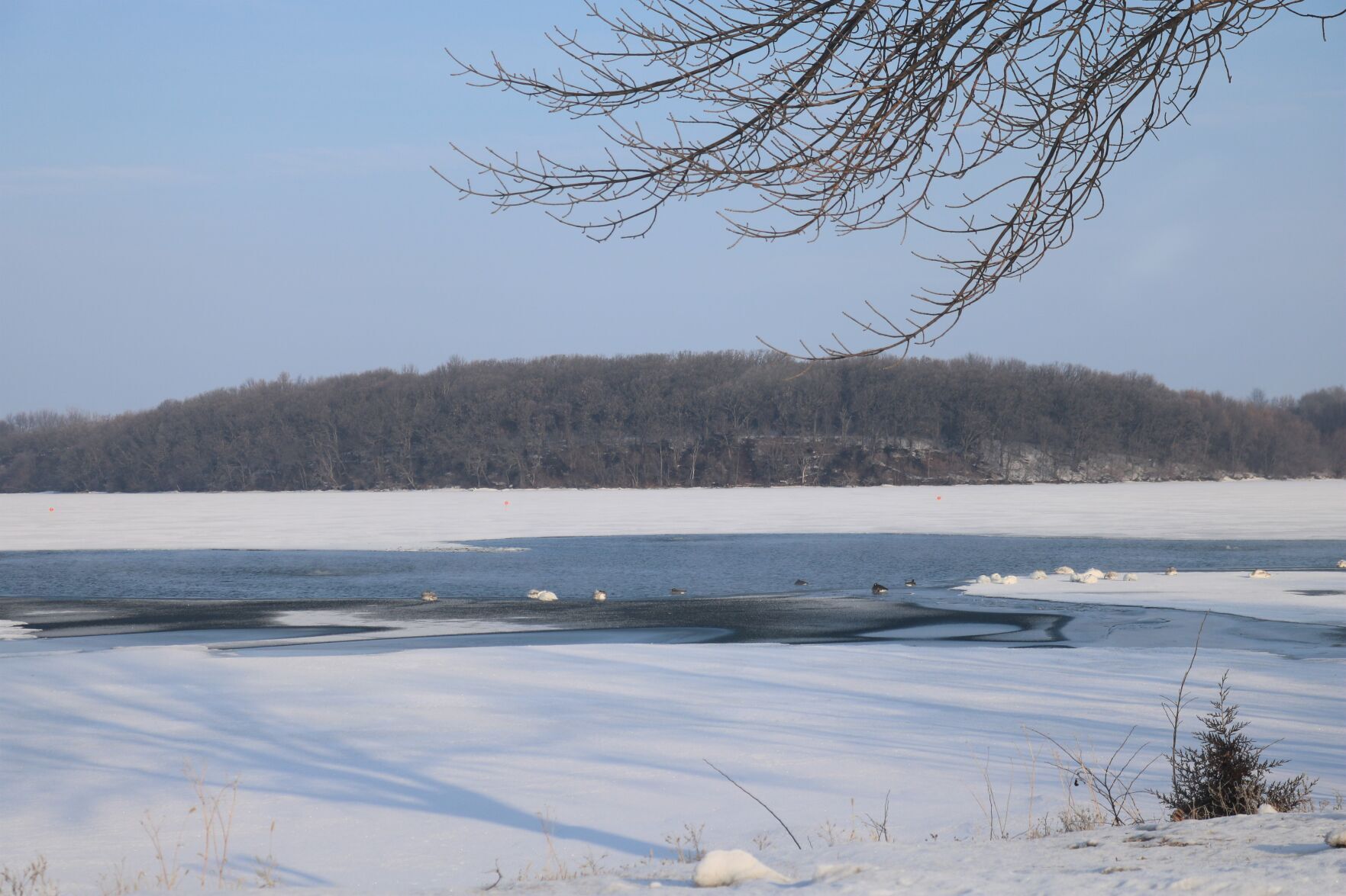 Geese on Crystal Lake in winter..JPG
